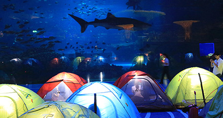 夜宿海洋馆